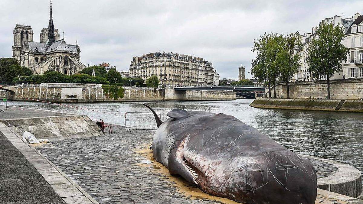 Ein Pottwal polarisiert aktuell in Paris