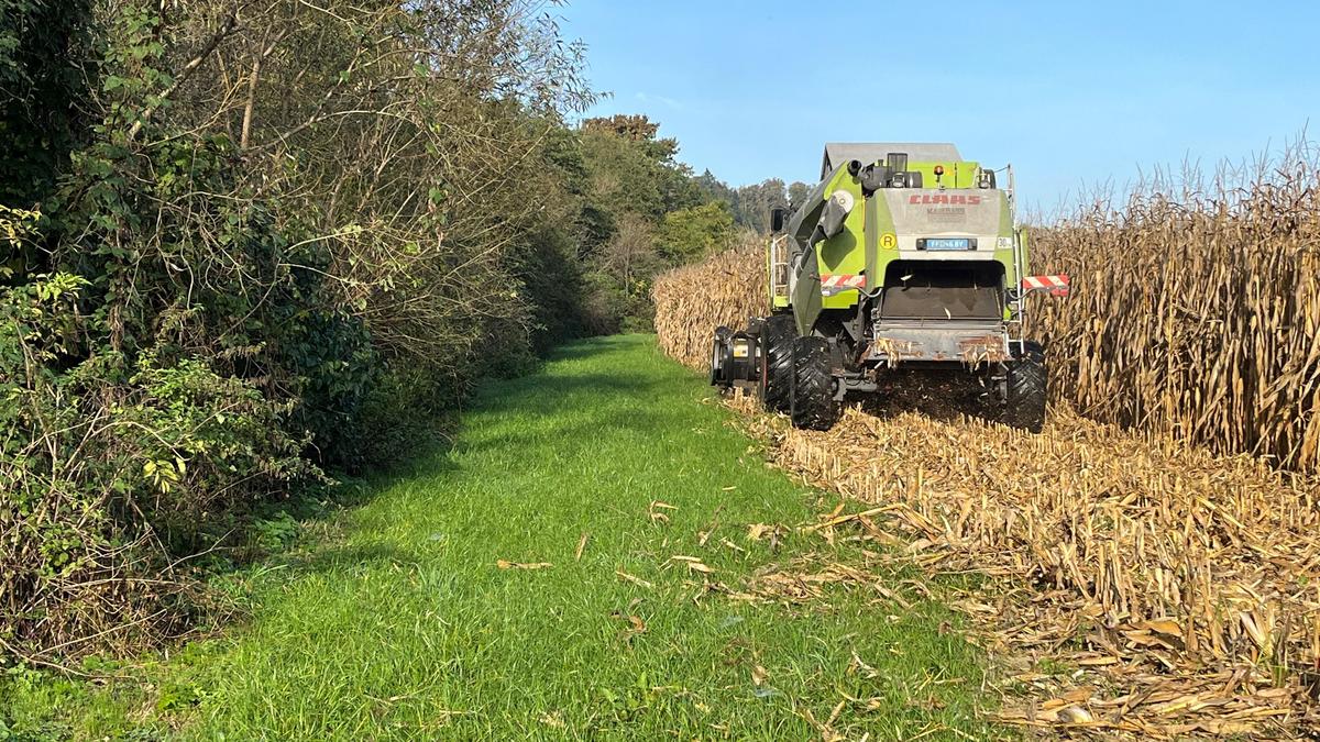 Bei der Hauptkultur Mais haben die Landwirte in der Südoststeiermark heuer rund 20 bis 25 Prozent weniger Ertrag