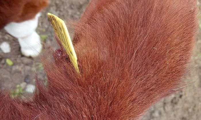 Auch zu Verletzungen soll es häufiger kommen