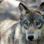 DNA-Signale von Wolf wie auch Hund befanden sich in der entnommenen Probe. Weitere werden untersucht