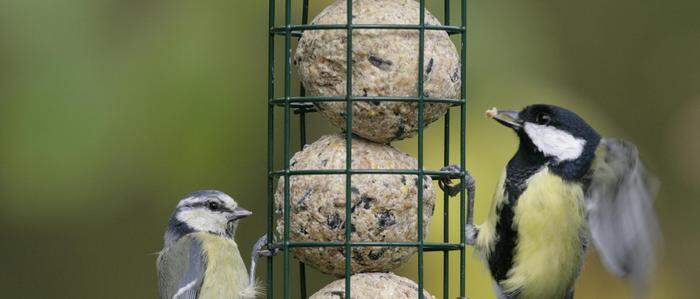 Ein Kärntner beteiligte sich an der Vogelzählung von Birdlife – und entdeckte zufällig ein ganz anderes Tier