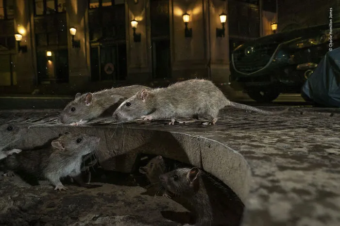 Der britische Fotograf Charlie Hamilton James hat ein Ratten-Pack in der Pearl Street, New York, USA, fotografiert.  In der Pearl Street in Lower Manhattan tummeln sich braune Ratten zwischen ihrem Heim unter einem Gitter und einem Stapel Müllsäcken voller Lebensmittelabfälle. Charlie Hamilton James schaffte es, einen besonderen Blick auf die Straße einzufangen. Städtische Rattenpopulationen nehmen weltweit schnell zu Als Krankheitsüberträger verursachen sie bei vielen Menschen Angst und Ekel. Ratten sind aber sehr intelligent und können sich in Großstädten gut organisieren.
