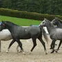 Bis zu ihrem Jubiläumsfest müssen sich die Lipizzaner noch ein wenig gedulden