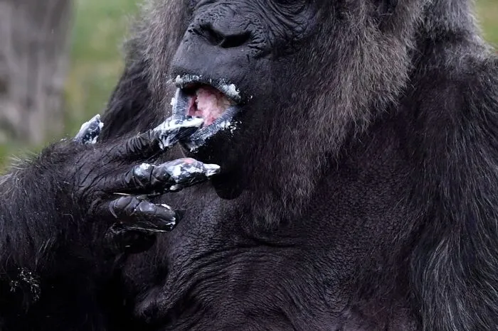 Nach Angaben des Zoos lebt nur im US-Zoo Little Rock eine ähnlich alte Gorilladame namens Trudy. Die genauen Geburtsdaten der noch in freier Wildbahn gefangenen Menschenaffen sind unbekannt.