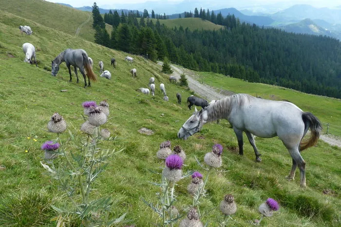Die Stuten erlangen in der Sommerfrische auf der Alm Trittfestigkeit.