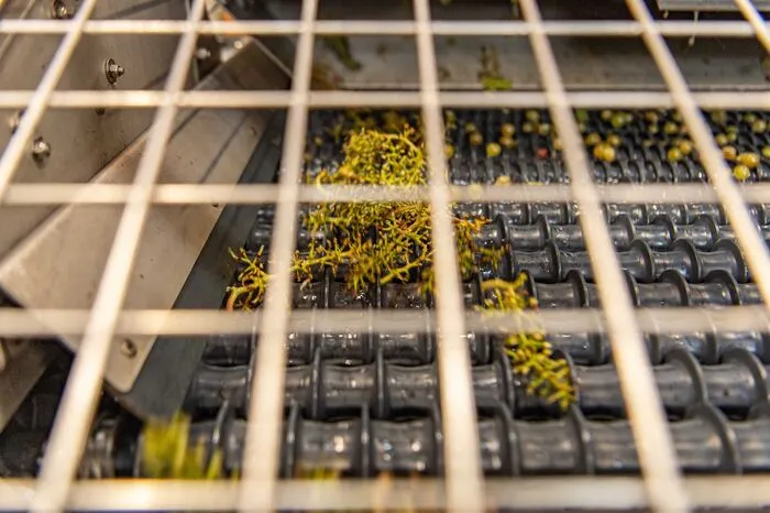 Auf dem Rebel- bzw. dem Rollensortiertisch werden die reifen Beeren vom grünen Traubengerüst getrennt.