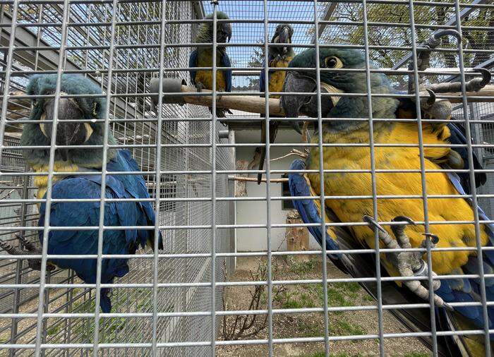 Im Vogelpark Turnersee sind rund 320 verschiedene Vogelarten beheimatet. Auf artgerechte Haltung wird Wert gelegt	 