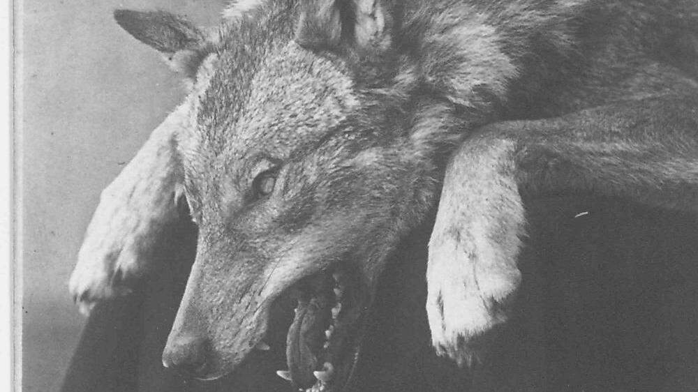 Im Jagdmuseum Schloss Stainz wurde 2016 die Sonderschau &quot;Der Wolf&quot; gezeigt. Ausgestellt war auch ein Foto des &quot;Bauernschreck&quot;, eines vor 100 Jahren gefürchteten Wolfs auf der Koralpe