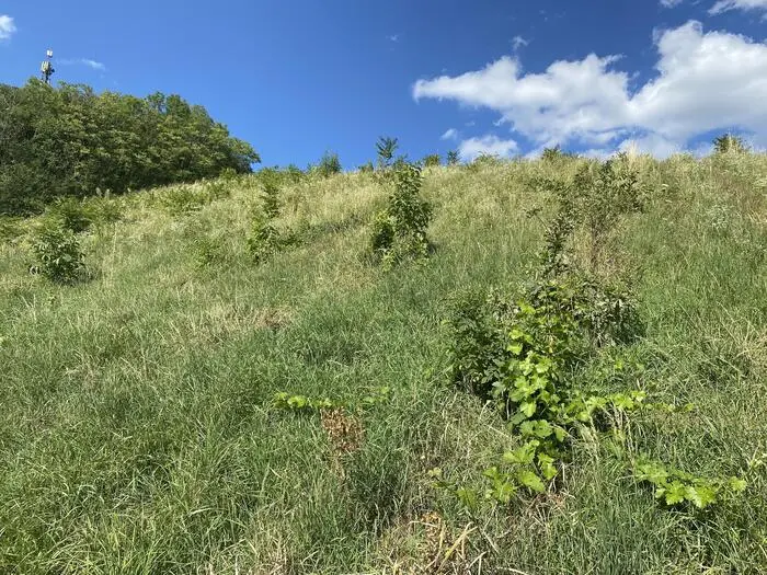 Besitzer kleiner oder verwilderter Weinhecken müssen ebenfalls kranke Reben roden