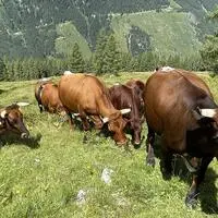 Für das steile Gelände perfekt geeignet: die Tux-Zillertaler. Aktuell wird bei der Rinderzucht Tirol daran gearbeitet, dass die Rasse zum immateriellen Kulturerbe der Unesco wird