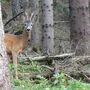 Laut Bezirksjägermeister Krinner steht das Wild durch die größere Anzahl an Menschen im Wald vermehrt unter Stress. 