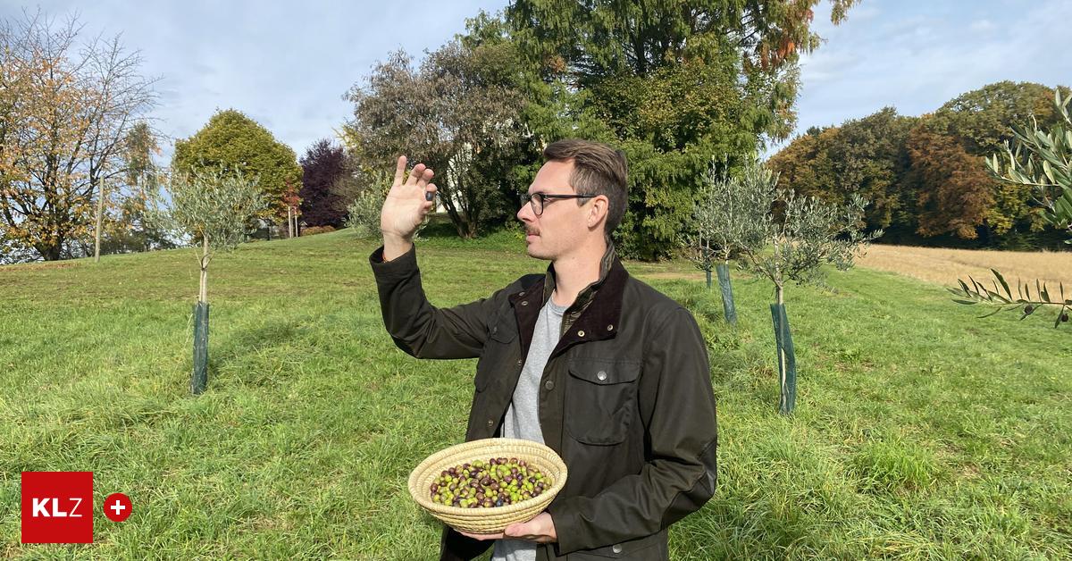 Olivenernte-im-November-Wo-das-erste-s-doststeirische-Oliven-l-entsteht