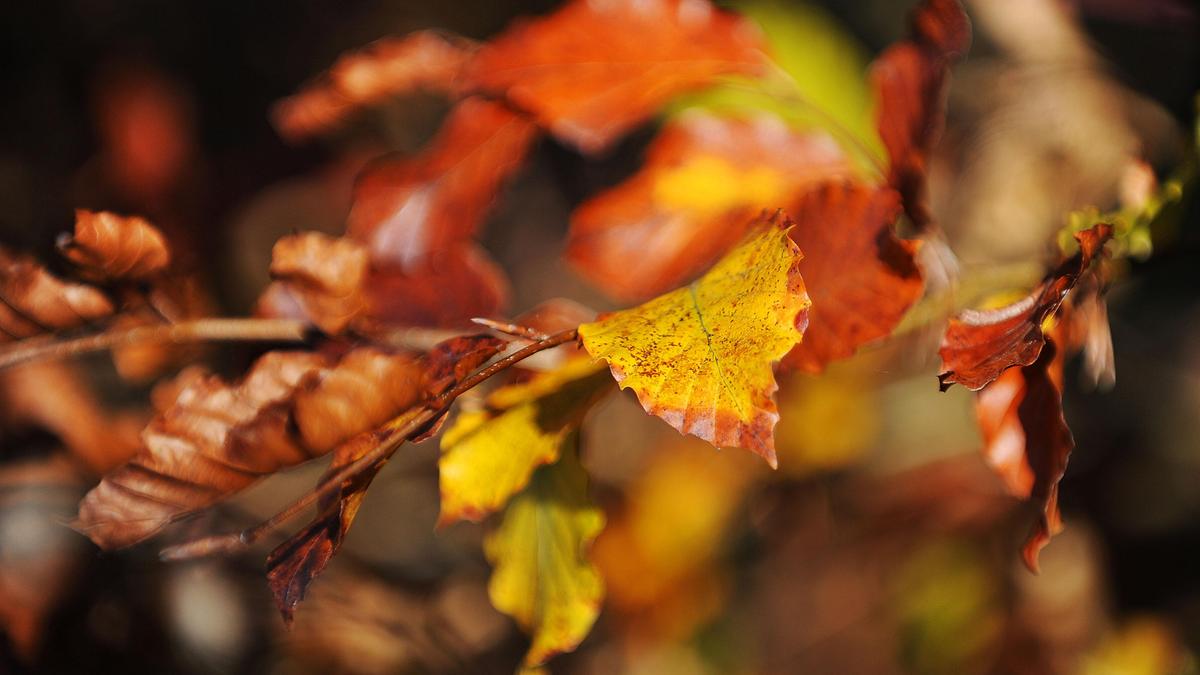 Nass, kalt und nebelig wird das Wetter in den kommenden Tagen in Österreich