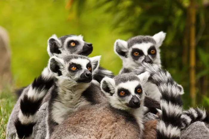Madagaskar. L'amour? Lemur! In der Vakona Forest Lodge im Nationalpark Andasibe-Perinet haben Besucher die Möglichkeit, die vom Aussterben bedrohten Primaten aus der Nähe zu bestaunen.