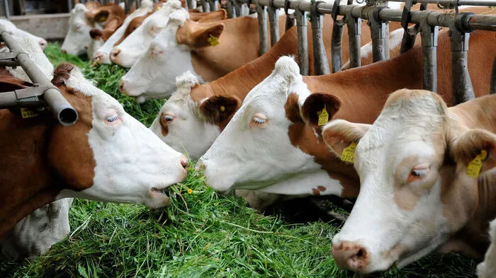 Der weit überwiegende Teil der Bauern kümmert sich täglich mit großem Einsatz um ihre Tiere und investieren in das Tierwohl