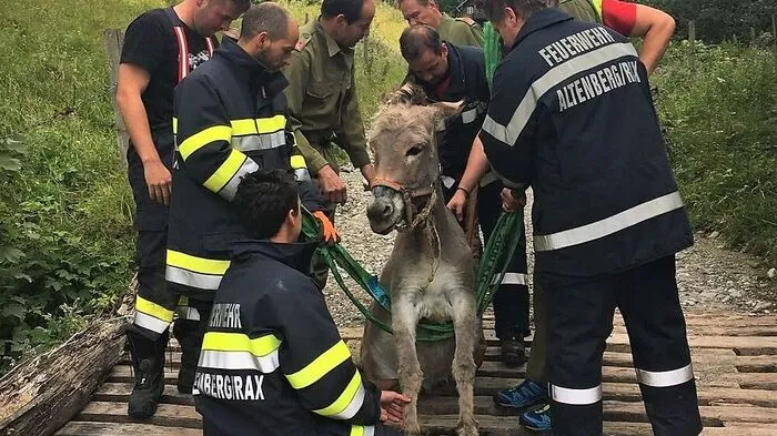 Einsatz mit Esel in Altenberg an der Rax