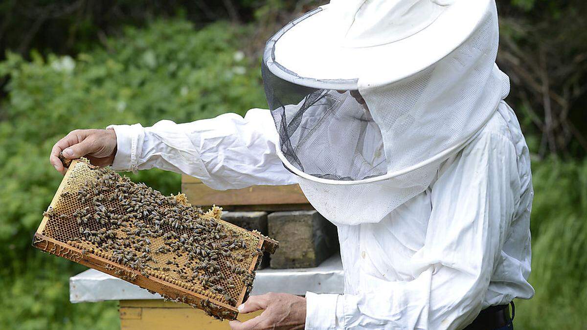 Fleißige Bienen und Imker werden künftig für Villacher Stadthonig sorgen