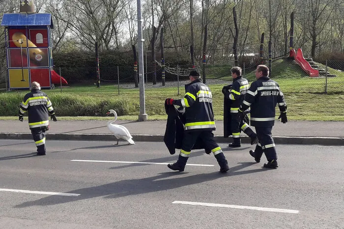 ... was dem Schwan zunächst offenbar mißfiel ...