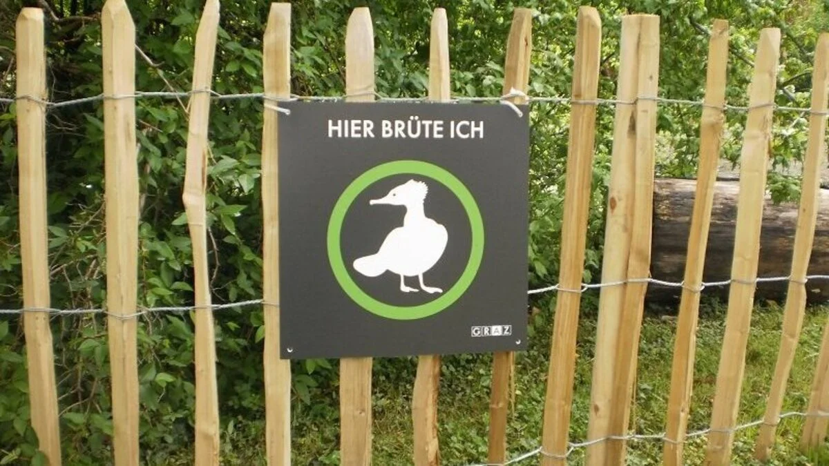 Im Bereich Schanzgraben können die Gänsesäger nun in Ruhe brüten