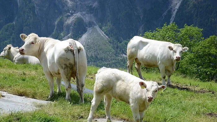 Tierwohlpreis wird ausgelobt: Landwirte aus Tirol können sich bewerben