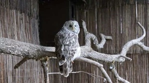Noch hält sich das Habichtkauzmännchen lieber im Hintergrund auf | Noch hält sich das Habichtkauzmännchen lieber im Hintergrund auf