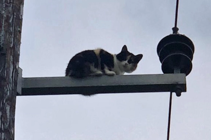 Beim Eintreffen wurde den Einsatzkfräften mitgeteilt, dass die Katze "Minki" bereits seit drei Tagen abgängig war und heute schließlich auf einem Strommasten, von welchem sie sich nicht mehr herunter traute, gefunden werden konnte.