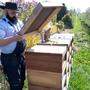 Sebastian Laubach, Justizbeamter, kontrolliert einen Bienenstock