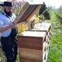 Sebastian Laubach, Justizbeamter, kontrolliert einen Bienenstock