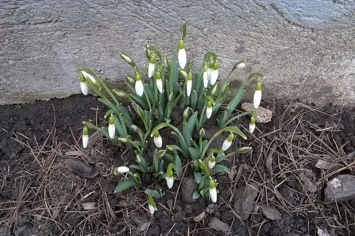 Erste Frühlingsboten in Scheifling.