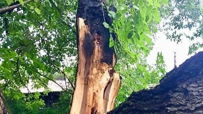 Der Baum wurde durch den Sturm beschädigt