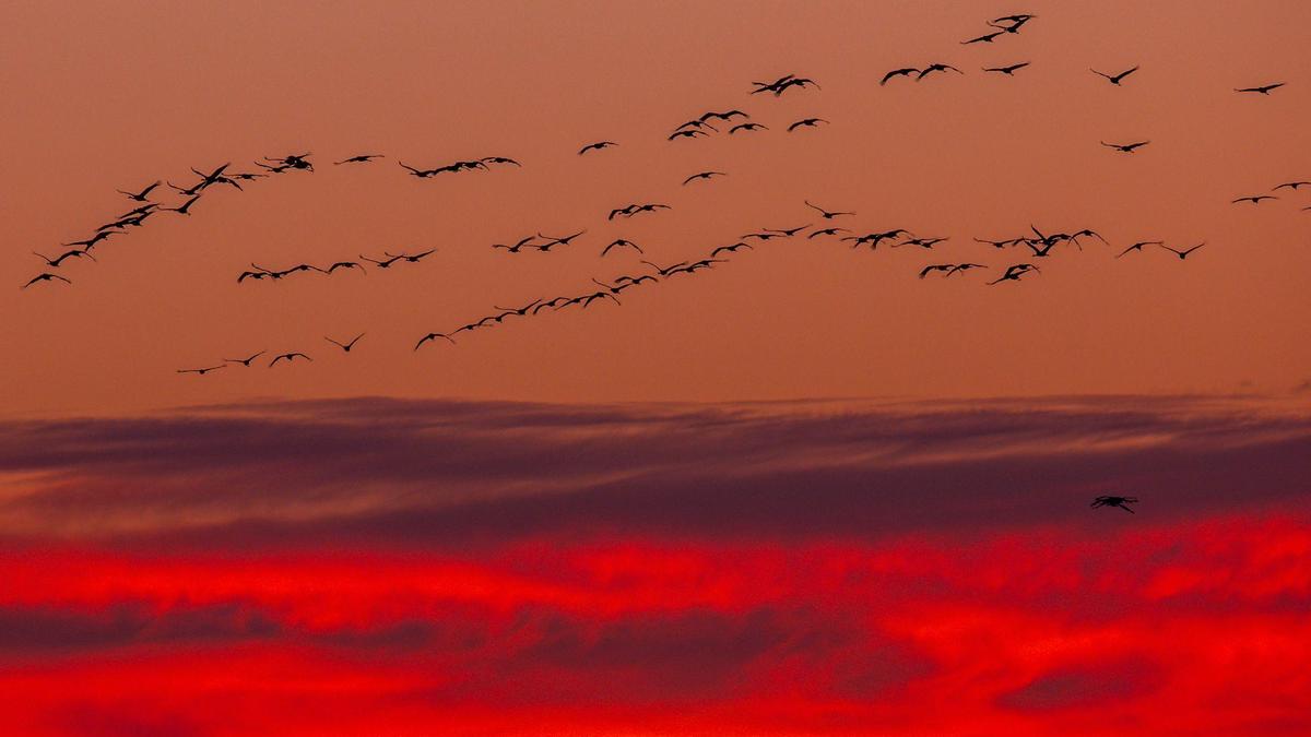 Kraniche im Formationsflug Richtung Süden