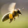 Die Bienen sind eine evolutionäre Erfolgsgeschichte