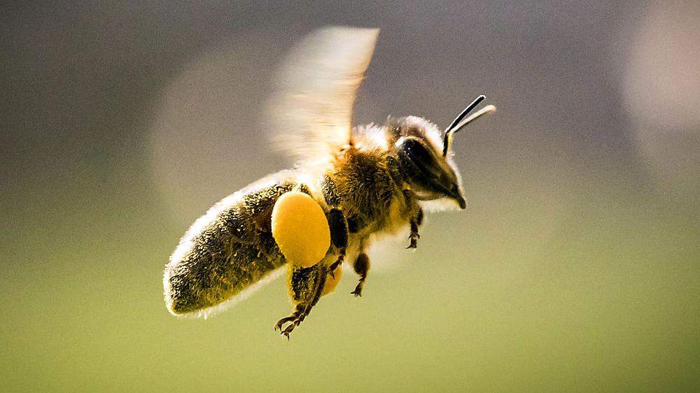 Die Bienen sind eine evolutionäre Erfolgsgeschichte