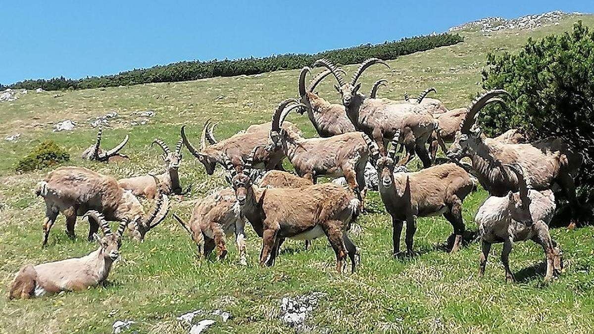 184 Stück Steinwild sind im Leobener Bergland, vor allem rund um den Reiting und in Wald am Schoberpass, unterwegs