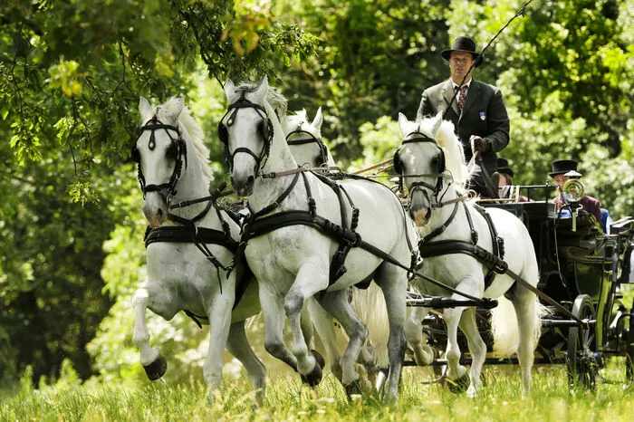 Kutschfahrten über das Gelände sind ebenso möglich, wie Reitstunden und mehrstündige Ausritte.