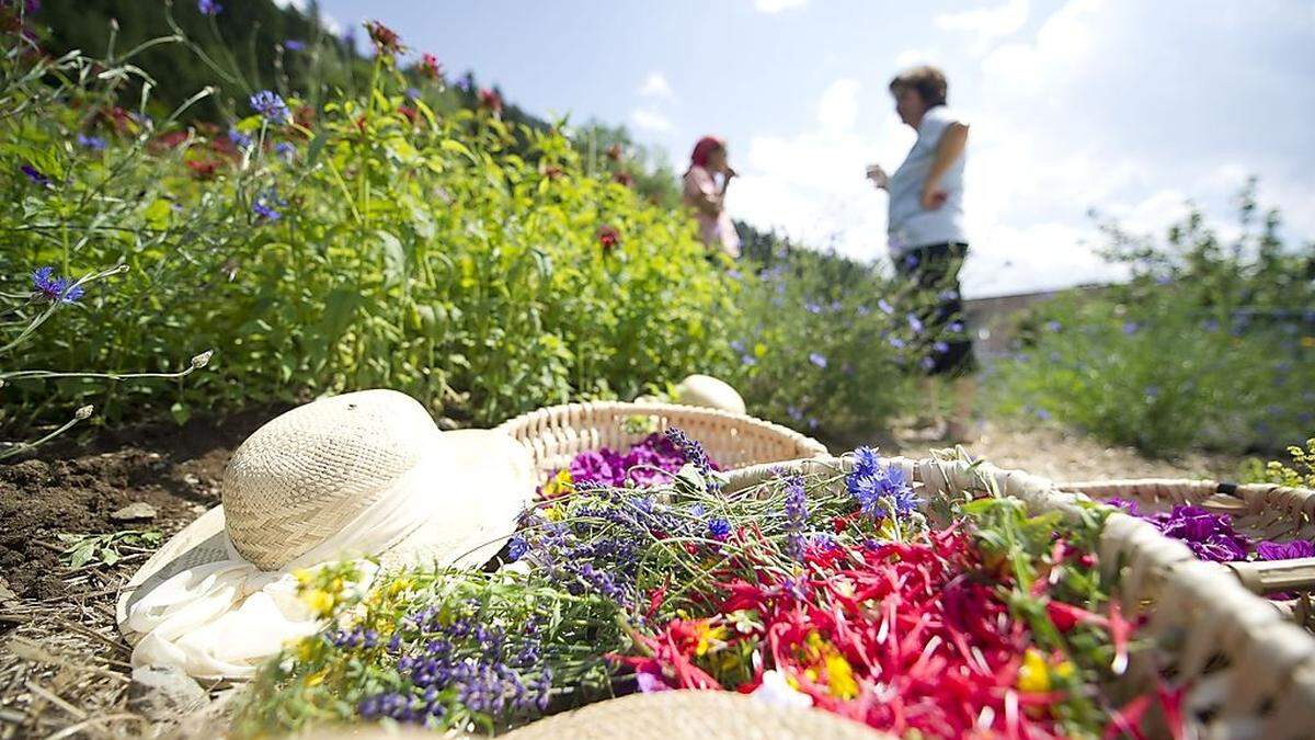 Das Natur- und Kräuterdorf Irschen blüht seit 25 Jahren