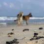 Teerklumpen an Israels Stränden 