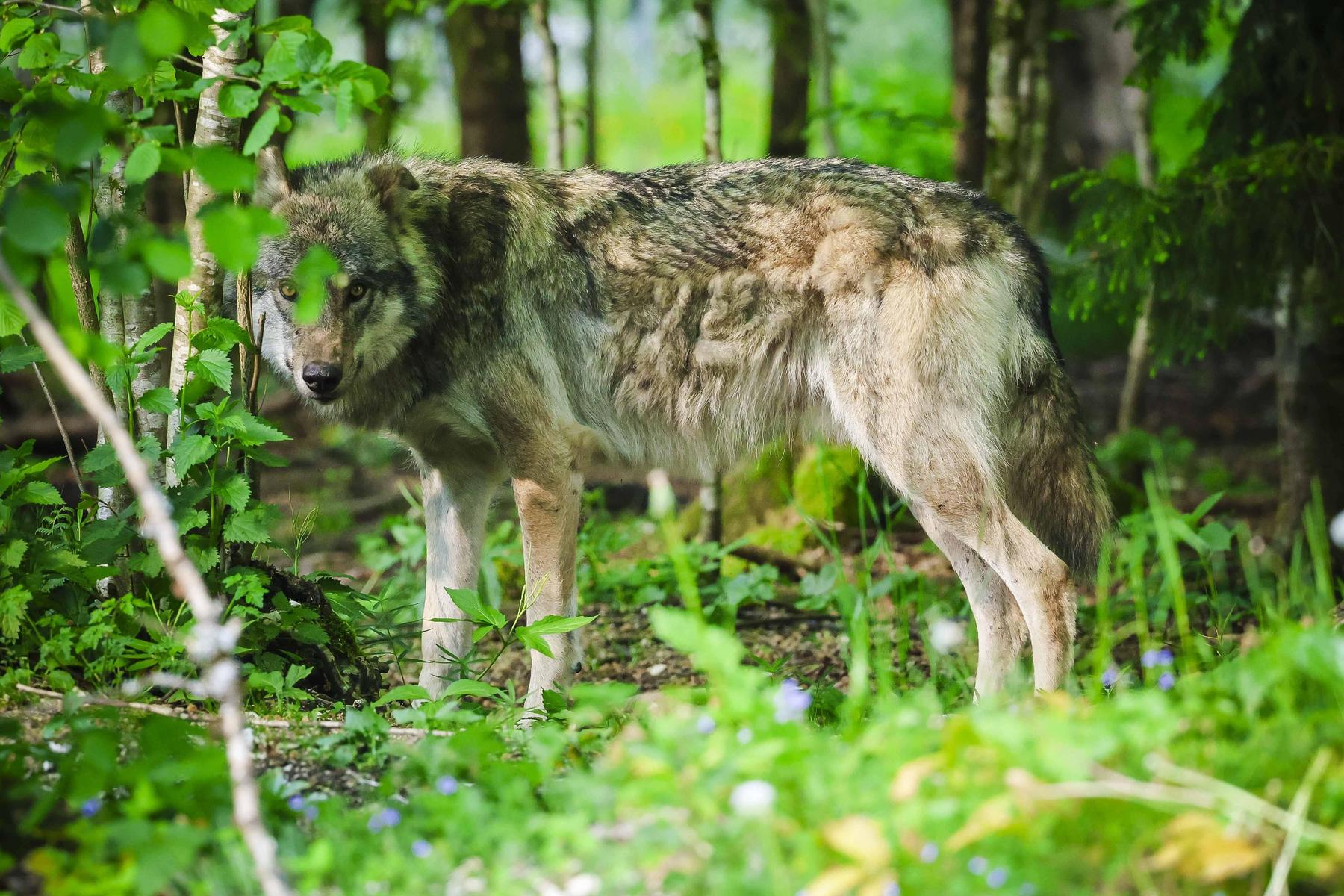Entscheidung des EU-Gerichtshofs: Wolfsjagdverbot in Österreich gilt weiter
