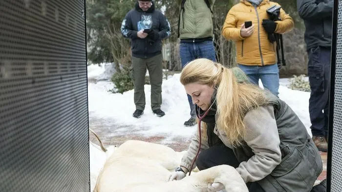 Ein Panthera leo krugeri, zu deutsch Transalvaal-Löwe, reiste am Mittwoch von Ungarn nach Israel in sein neues Zuhause.