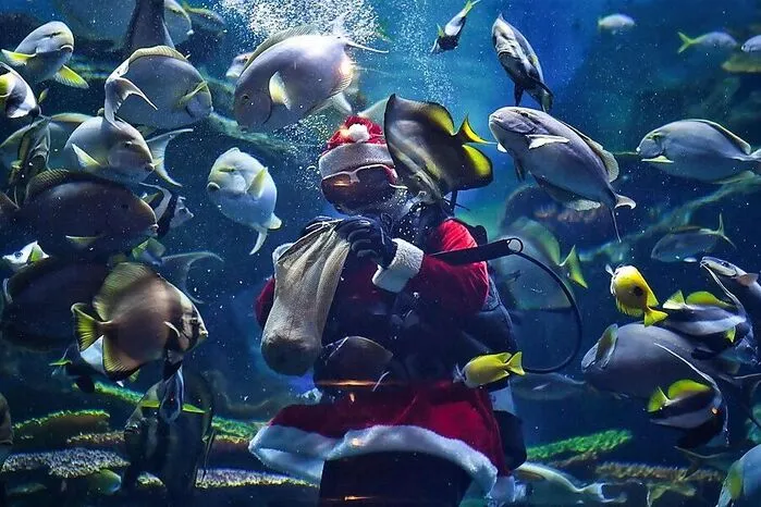 Ein Taucher trägt ein Weihnachtsmann-Outfit als Teil der Weihnachtsfeierlichkeiten, während er Fische im Sea Life Bangkok Ocean World Aquarium füttert.
