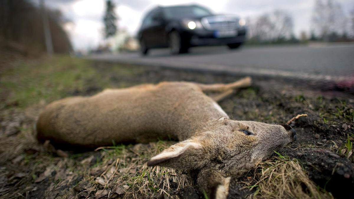 Jährlich gibt es in Österreich Zehntausende Wildunfälle (Bildsujet)