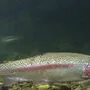 Die Regenbogenforelle wurde aus Kanada eingeführt, um die Fisch-Population voranzutreiben