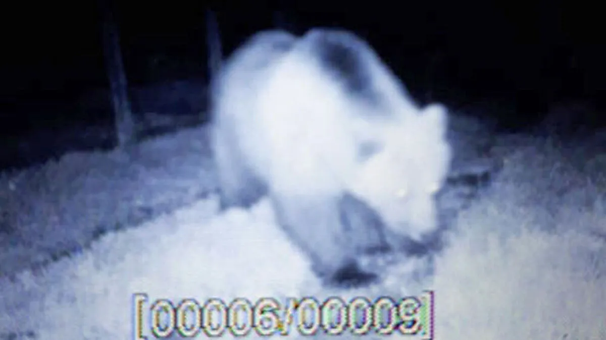 Der von einer Wildkamera fotografierte Bär