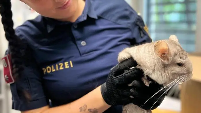 Nach seinem Aufenthalt auf der PI St. Ruprechter Straße wurde das  Chinchilla in Tiko gebracht