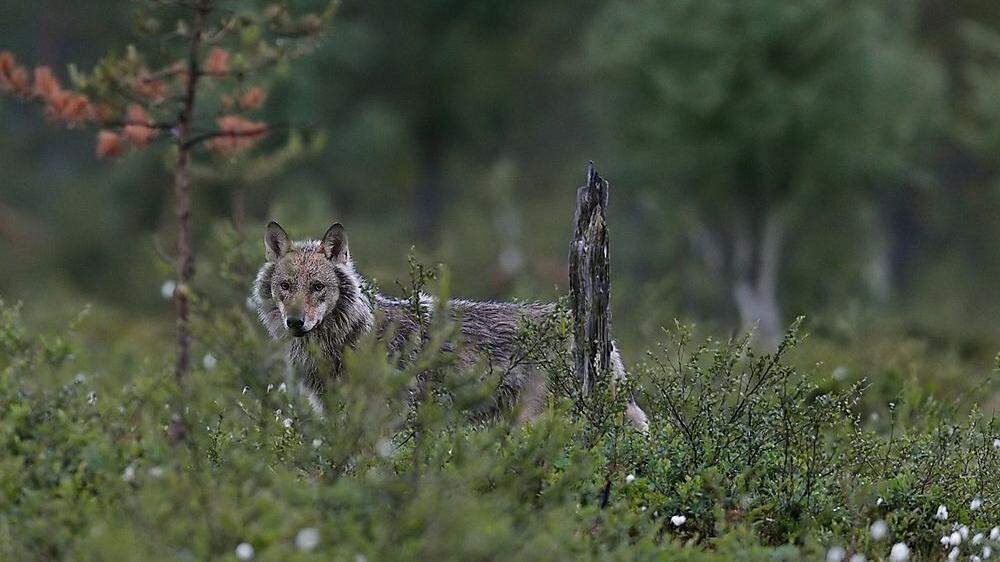 Der Wolf hat in diesem Jahr bereits zahlreiche Nutztiere gerissen (Sujetbild)