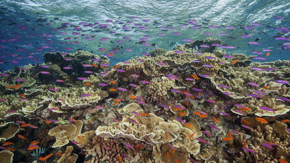 Die Schönheit des Great Barrier Reef muss erhalten werden - Australiens Regierung investiert dafür hunderte Millionen 