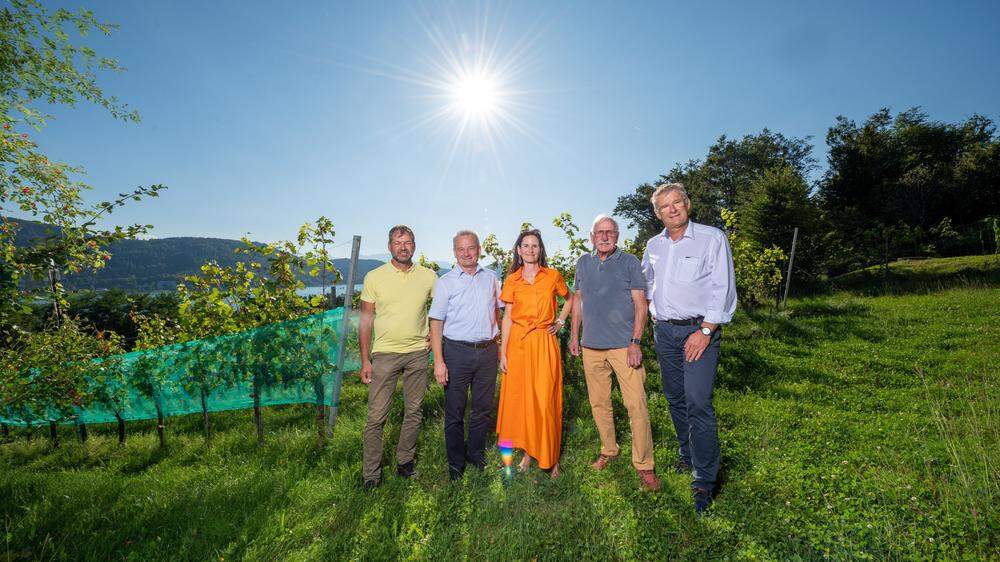 Seit 20 Jahren betreuen die Stadtwinzer den Weingarten der Stadt Klagenfurt hoch über der Ostbucht