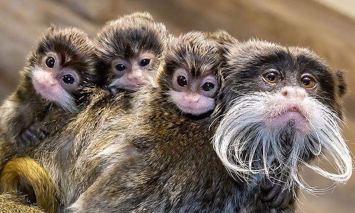Die Affenfamilie wartet noch auf Tierpaten