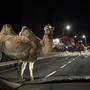Kamele on Tour:  Ein seltener Anblick auf Österreichs Landesstraßen