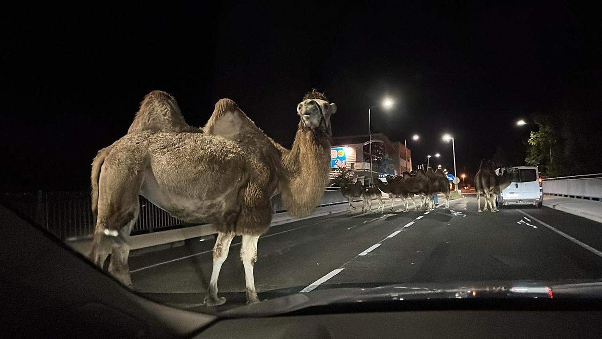 Kamele on Tour:  Ein seltener Anblick auf Österreichs Landesstraßen